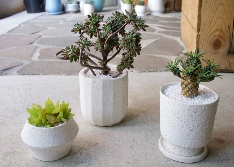 まずはここから始めてみよう＊初心者多肉3点SET | mana's farm:塊根