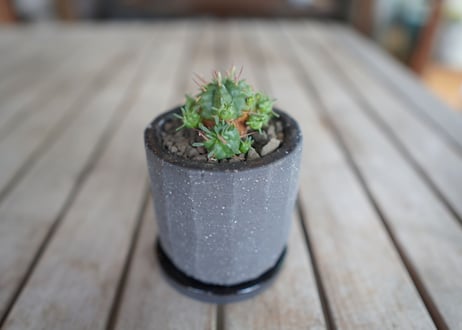 亀麒麟　Euphorbia meloformis Kamekirin