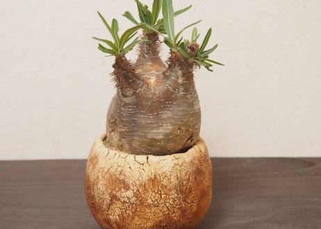 パキポディウム　グラキリス　Pachypodium Gracilius