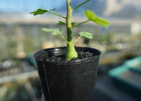 アデニア　グラウカ　Adenia glauca  No.1
