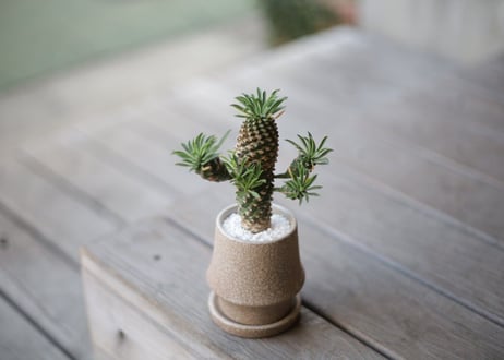 蛾眉鉄甲　Euphorbia Gabitekkou