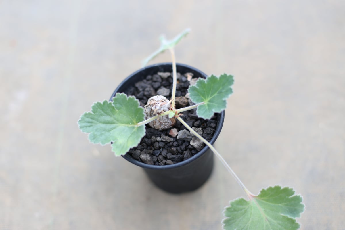 ペラルゴニウム ロバツム検索（塊根植物パキポディウム グラキリス アガベ ） ペラルゴニウム ロバツム検索（塊根植物パキポディウム