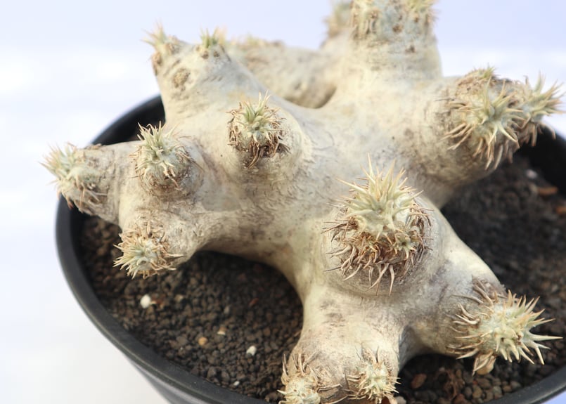 パキポディウム エブレネウム no.2 | mana's farm:塊根植物・アガベ