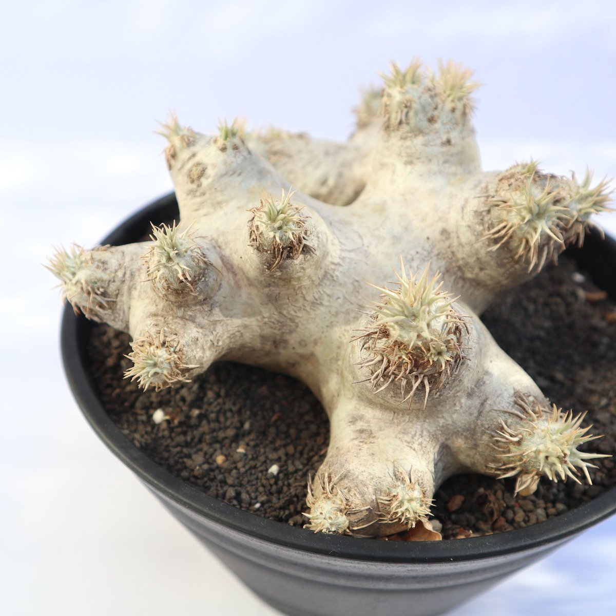 パキポディウム エブレネウム no.2 | mana's farm:塊根植物・アガベ