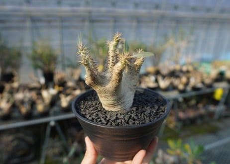パキポディウム マカイエンセ　Pachypodium makayense　No.7
