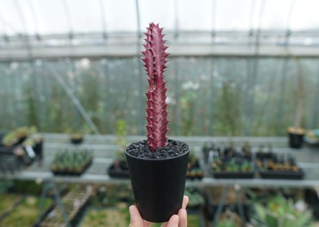 ユーフォルビア　紅彩雲閣　Euphorbia trigona f. rubra　No.1