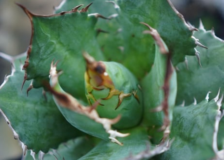 Agave Sowing seeds D 特大