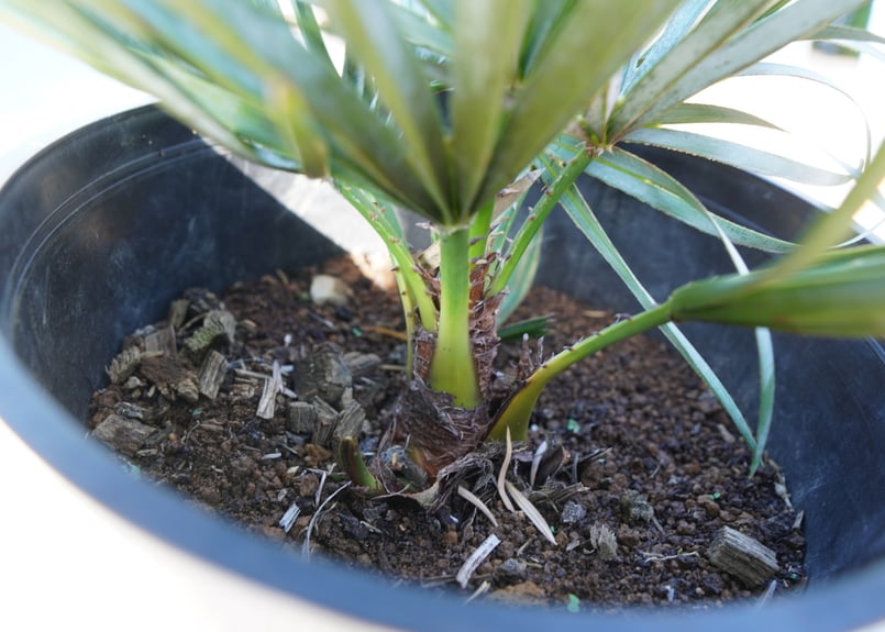 チャメロプス セリフェラ Chamaerops humilis var. Cerifera
