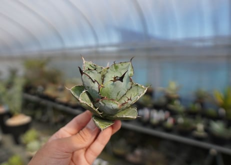 agave titanota ブラック＆ブルー　No.9
