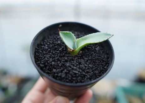 アガベ　パリー　”トランカータ”　Agave parryi var. truncata No.2
