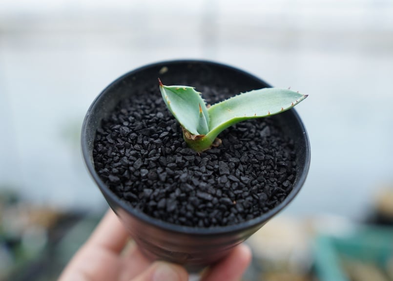 アガベ パリー ”トランカータ” Agave parryi var. truncata No.