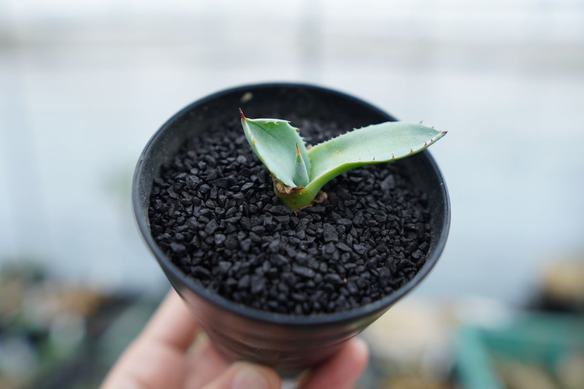 アガベ パリー ”トランカータ” Agave parryi var. truncata No.