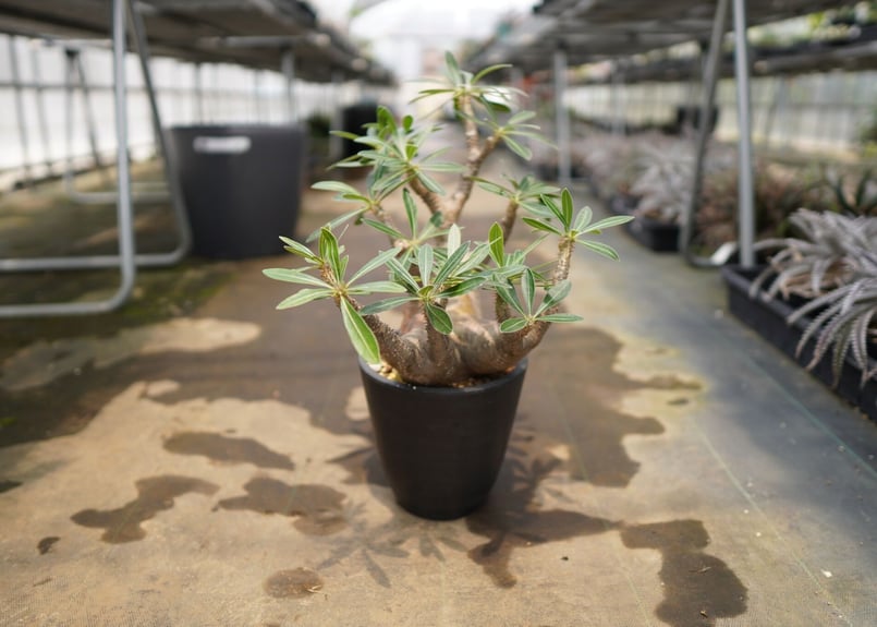 パキポディウム マカイエンセ | mana's farm:塊根植物・アガベ