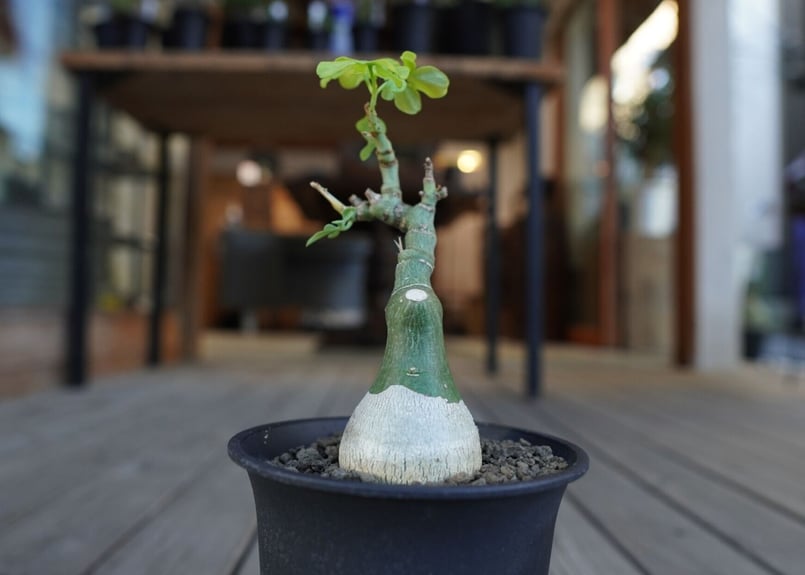 アデニア グラウカ Adenia glauca | mana's farm:塊根植物・アガベ・