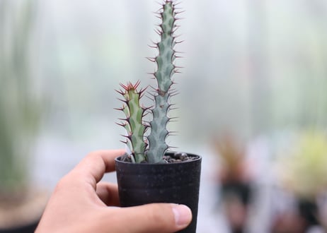 ユーフォルビア　アエルギノーサ