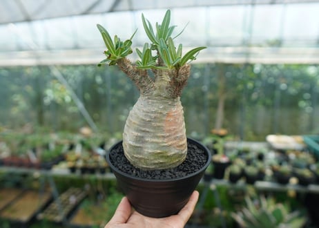 パキポディウム　グラキリス　 Pachypodium Gracilius  No.2