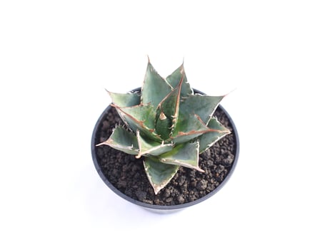 Agave titanota FO-76  compacta  no.３