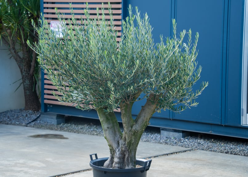 20年の時を重ねた一本】国産オリーブ | mana's farm:塊根植物・アガベ