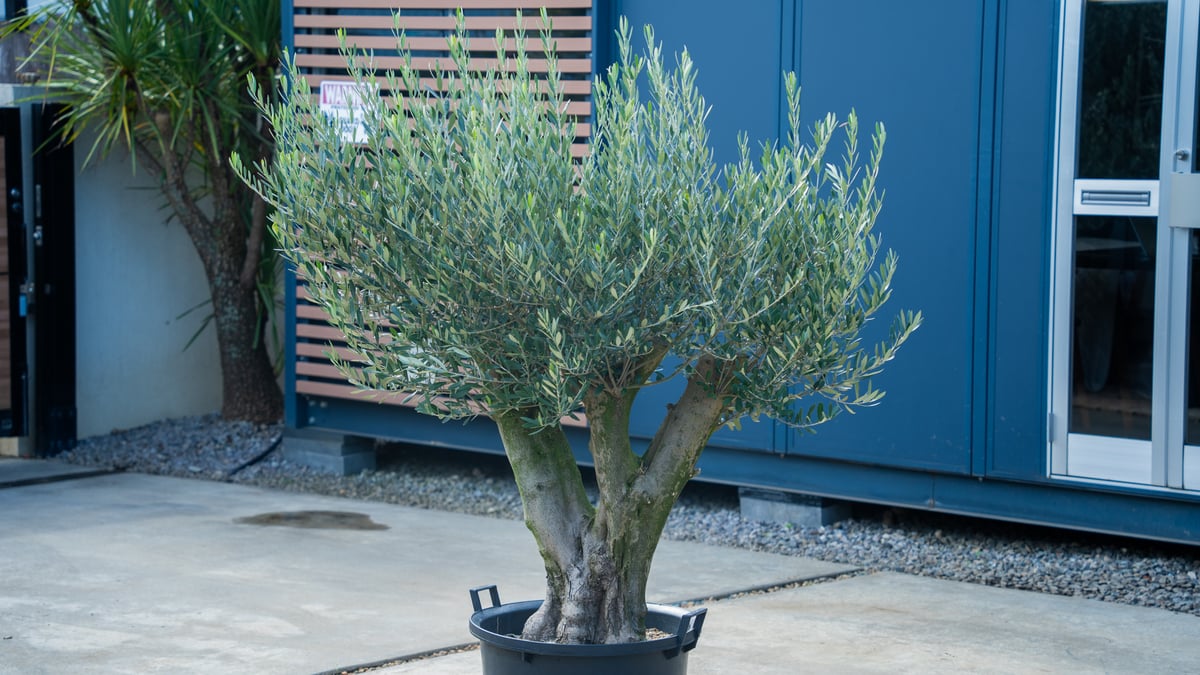 20年の時を重ねた一本】国産オリーブ | mana's farm:塊根植物