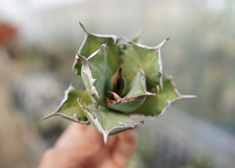 Agave Black fire E NO.1 (G)