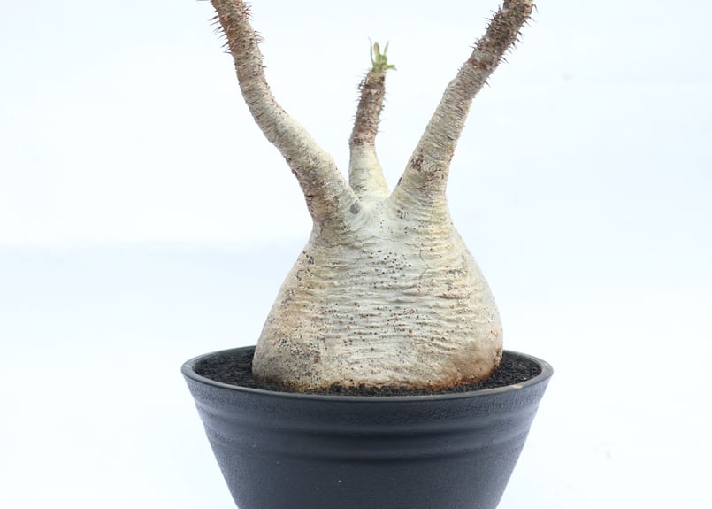 パキポディウム グラキリス no.28 | mana's farm:塊根植物・アガベ