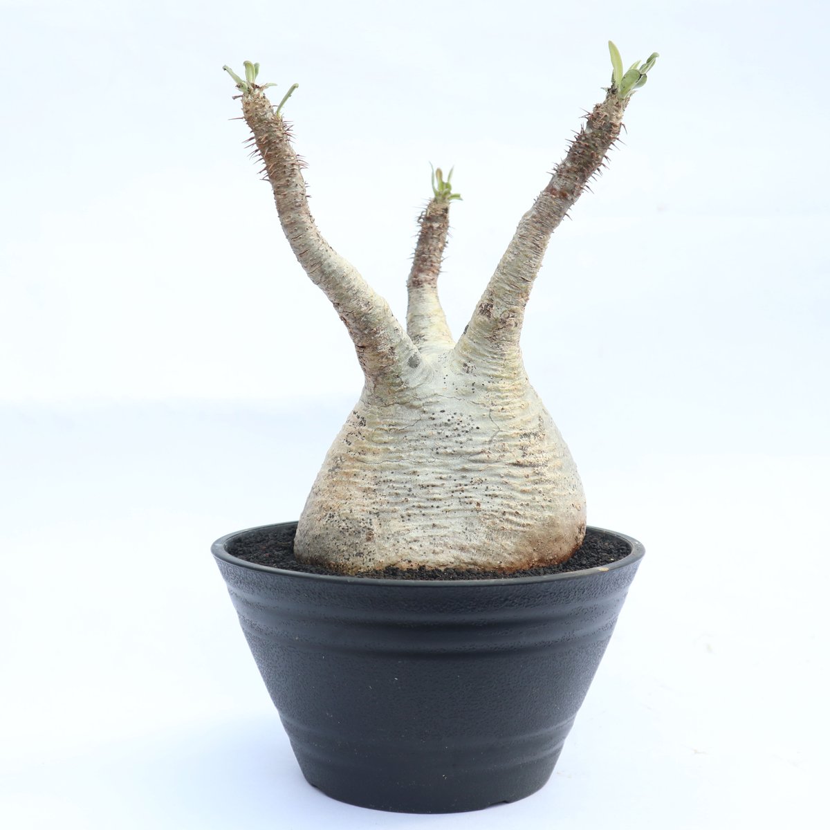 パキポディウム グラキリス no.28 | mana's farm:塊根植物・アガベ