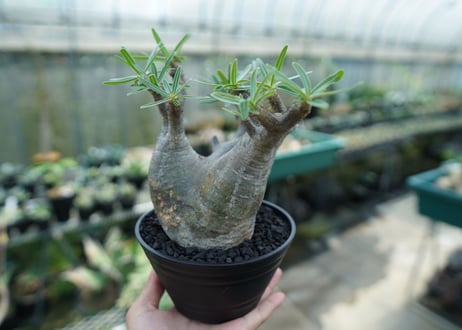 パキポディウム　グラキリス　 Pachypodium Gracilius  No.2