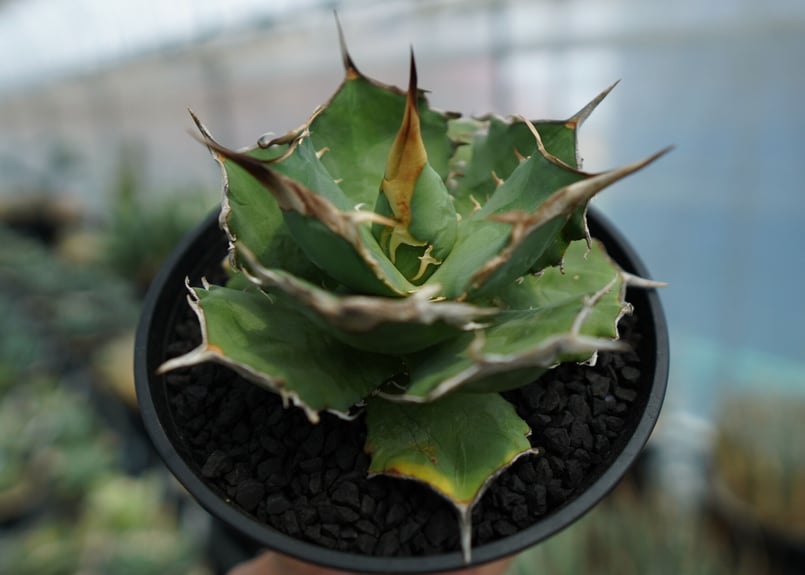 アガベ チタノタ 獅子光 agave titanota lion light | mana' アガベ チタノタ 獅子光 agave titanota lion light | mana'
