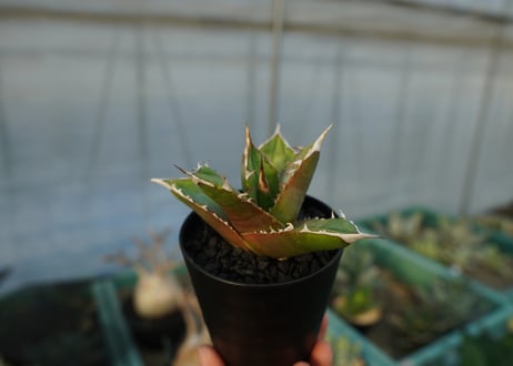 アガベ　チタノタ 　Agave titanota　No.5