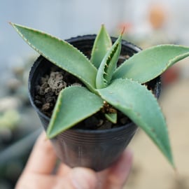 ドライガーデンにもピッタリなアガベをアップします。 | mana's farm