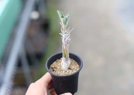 セサモサムヌス　リバエ