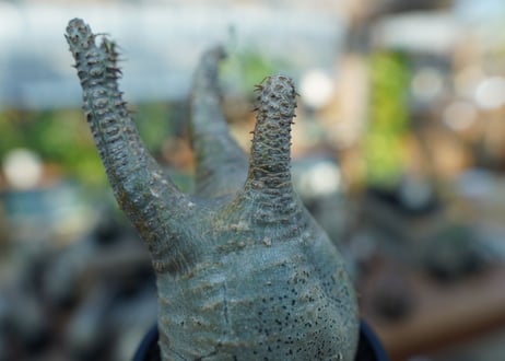 【未発根】パキポディウム　グラキリス　 Pachypodium Gracilius  No.15