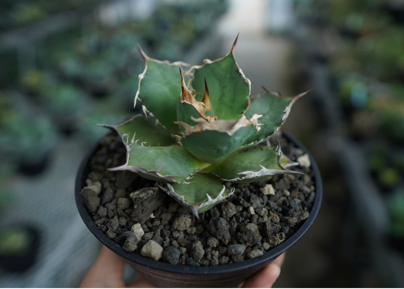 アガベ チタノタ FO-76 agave titanota FO-76 No.10 | m