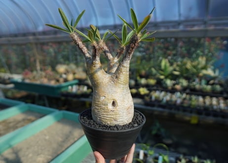 パキポディウム　グラキリス　 Pachypodium Gracilius  No.8