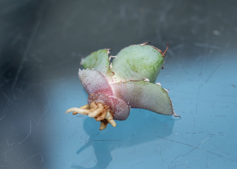 アガベ ホワイトアイス カキコ株 | mana's farm:塊根植物・アガベ