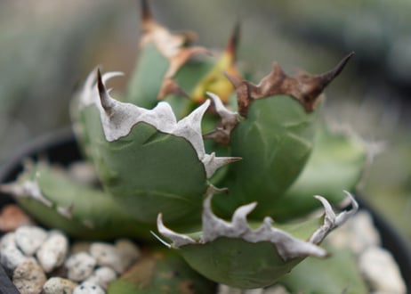 Agave titanota dwarf 姫厳龍 A NO.2