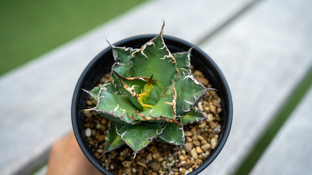 アガベ チタノタ シーザー | mana's farm:塊根植物・アガベ・ドライ