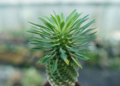 ユーフォルビア　ソテツキリン "パイナップルコーン"　Euphorbia sotetsukirin  No.8