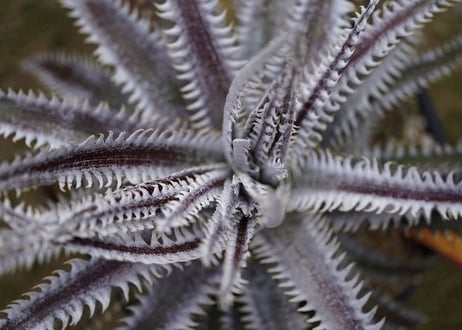 Dyckia Southernstar