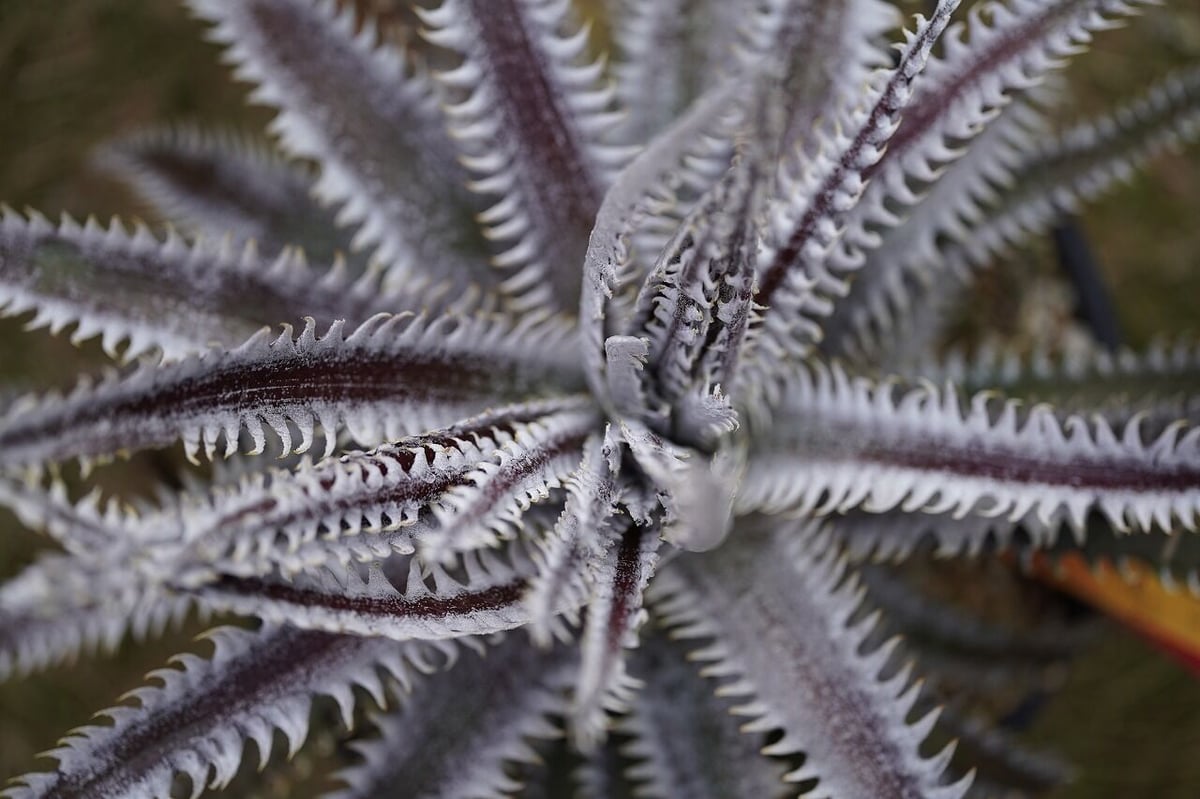 Dyckia ‘Santa Claus’ sueb Hyb ディッキア Dyckia 'Santa Claus' sueb Hyb ディッキア Dyckia Southernstar