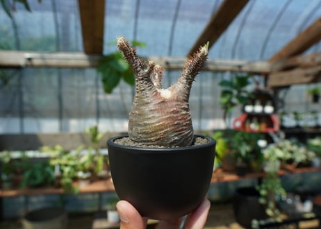 【未発根】パキポディウム　グラキリス　 Pachypodium Gracilius  No.1
