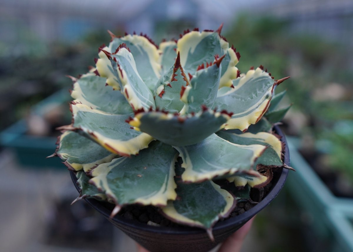 アガベ 矮性 特選兜蟹 Agave hybrid 妖炎×兜蟹 @botanical_seeker 株