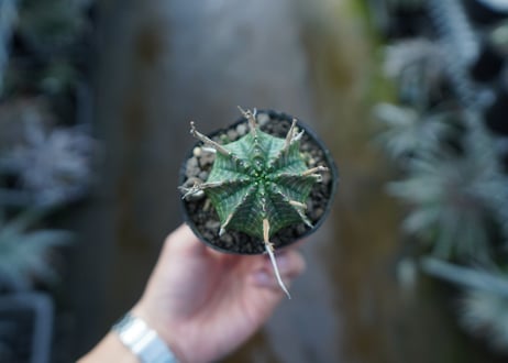 ユーフォルビア　バリダ　Euphorbia valida　No.3