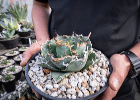 agave titanota　白鯨  ガチムチ選抜株  No.2