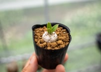 カルネロサーナ2 ユッカ カルネロサーナ Yucca carnerosana No.2 | mana's fa