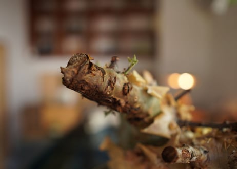 コミフォラ カタフ ターカネンシス 　Commiphora kataf ver.turkanensis
