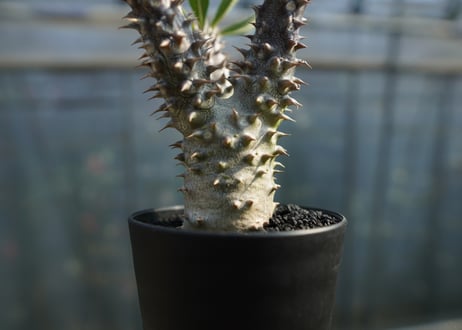 パキポディウム　デンシフローラム Pachypodium densiflorum   No.1