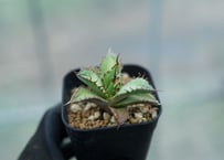 パキポディウム ラメリー ラモスム 国内実生 | mana's farm:塊根植物