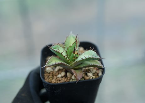 CATEGORY アガベ | mana's farm:塊根植物・アガベ・ドライガーデン植物