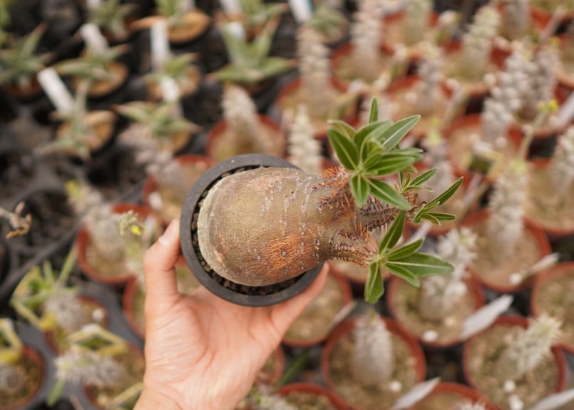 パキポディウム グラキリス B NO.6 | mana's farm:塊根植物・アガベ